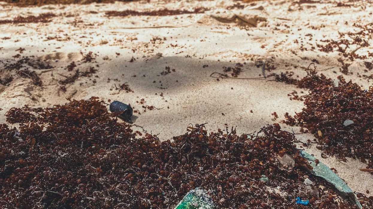 Sargassum seaweed on a beach in big clumps, with turquoise ocean waters in background.
