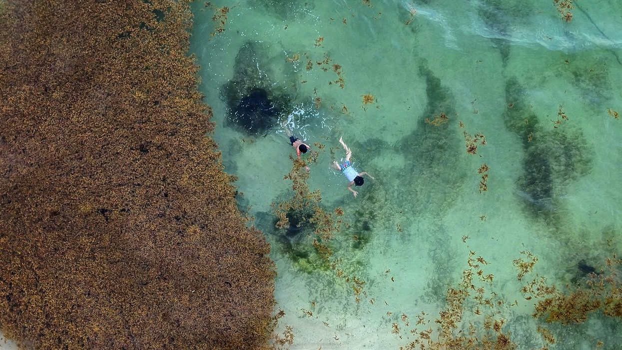sargassum