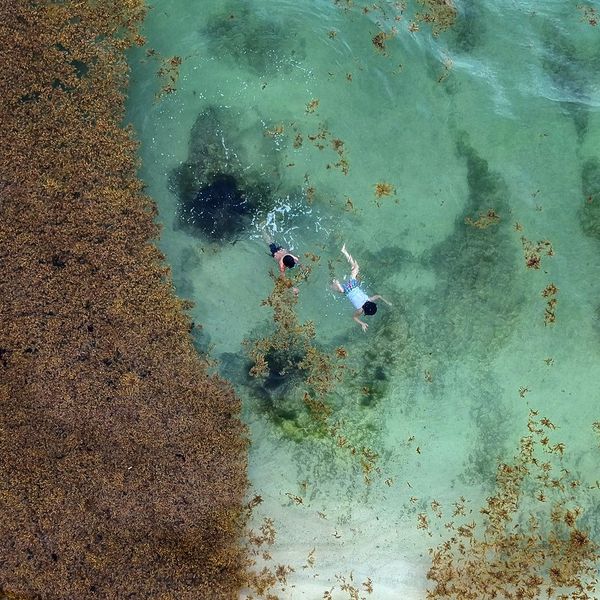 sargassum