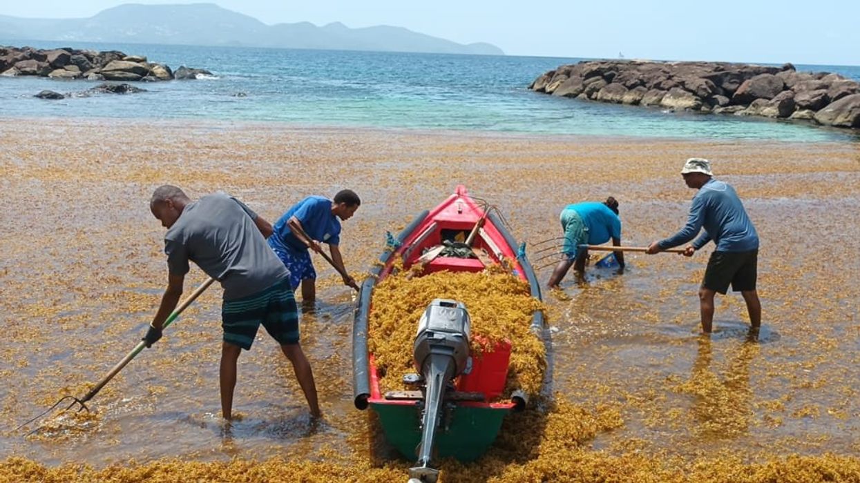 sargassum