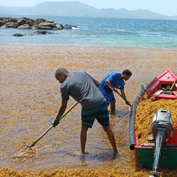 sargassum