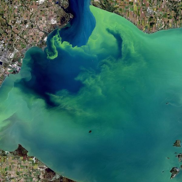 satellite photo of algal bloom in Lake Erie