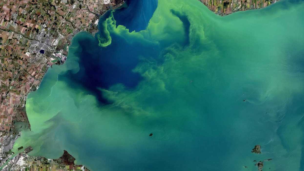 Satellite view of algae bloom in a body of water.