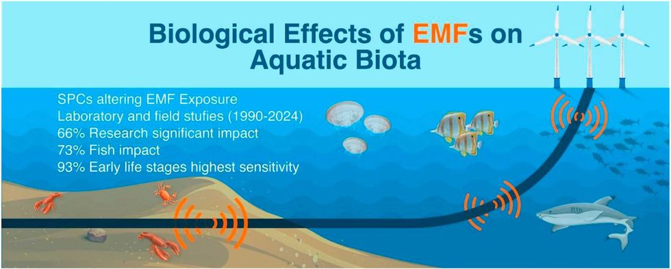 Scientific review finds underwater EMF exposure can affect aquatic life