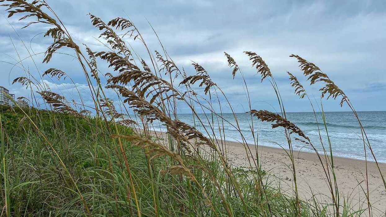 Sea oats overlooking the beach and ocean on a beautiful cloudy day along the shoreline