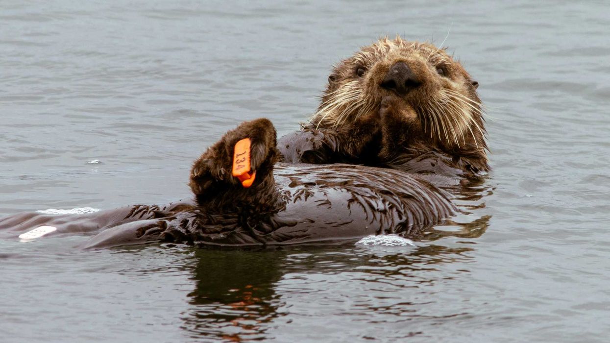 Sea otter floats on its back.
