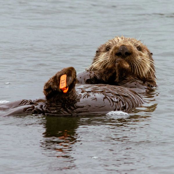 Sea otter floats on its back.