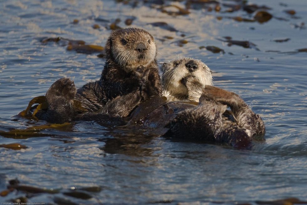 sea otters california
