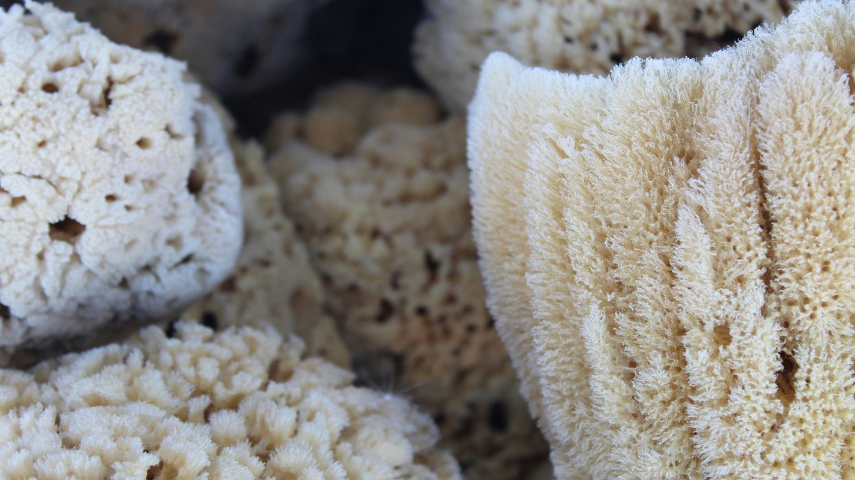 sea sponges