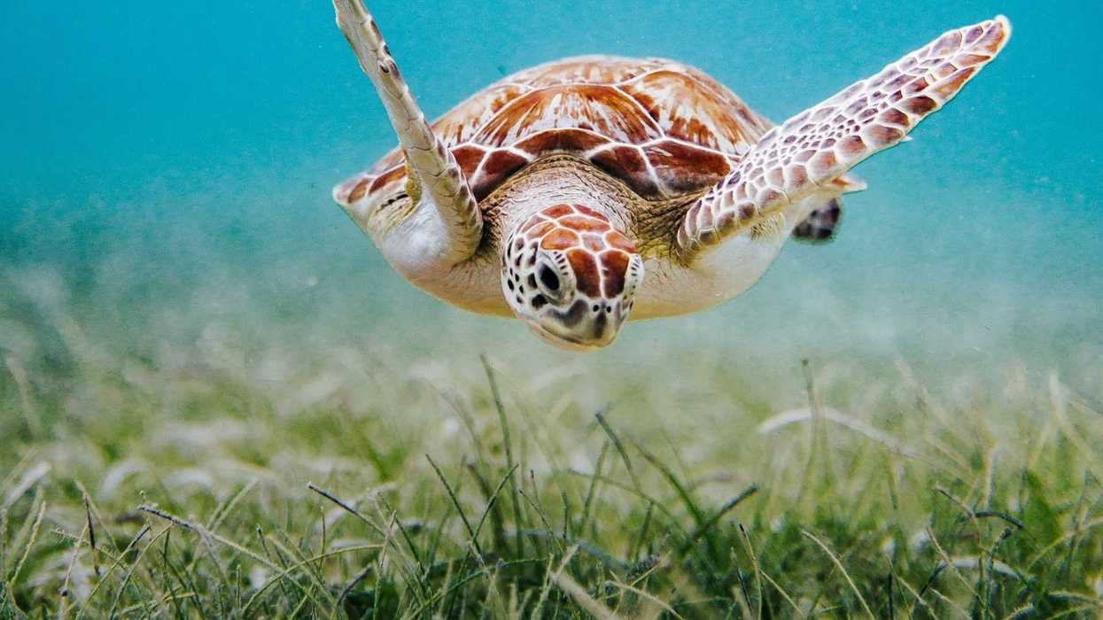 Sea turtle cruising over an underwater seagrass meadow
