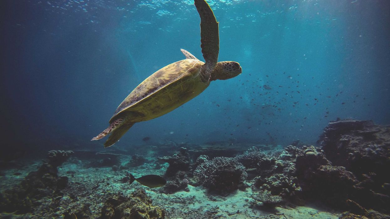 Sea turtle swimming underwater.
