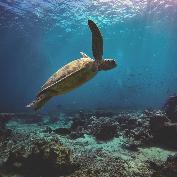 Sea turtle swimming underwater.