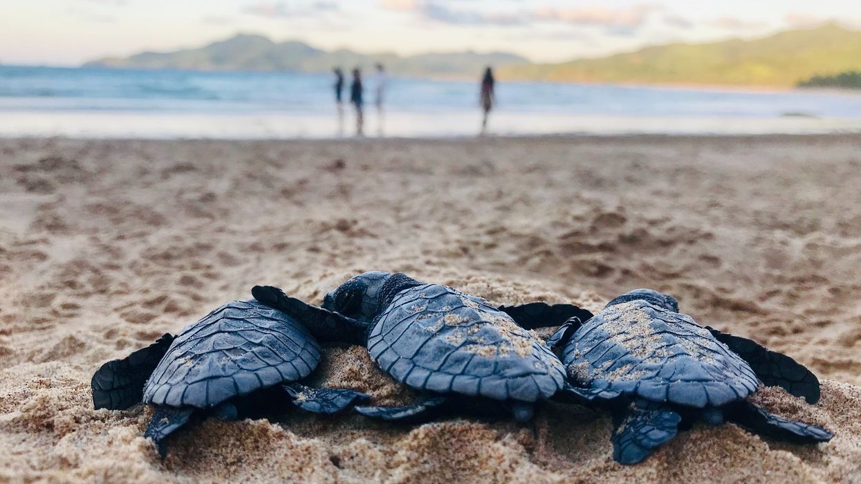 sea turtles on beach