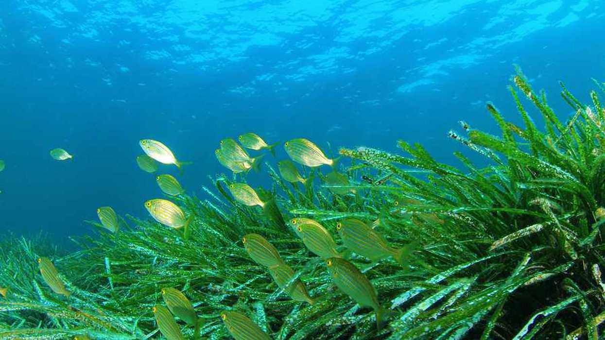 Seagrasses with green fish swimming nearby