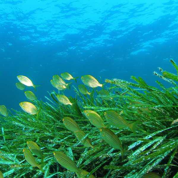 Seagrasses with green fish swimming nearby