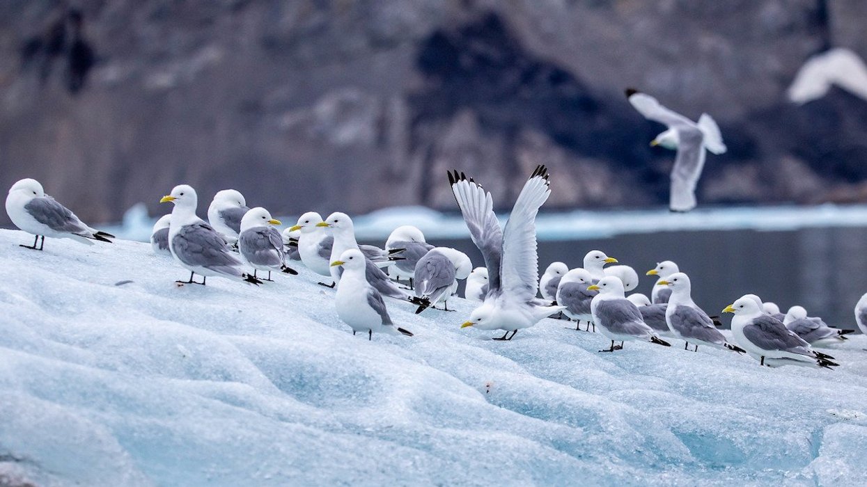 Seagulls on snow