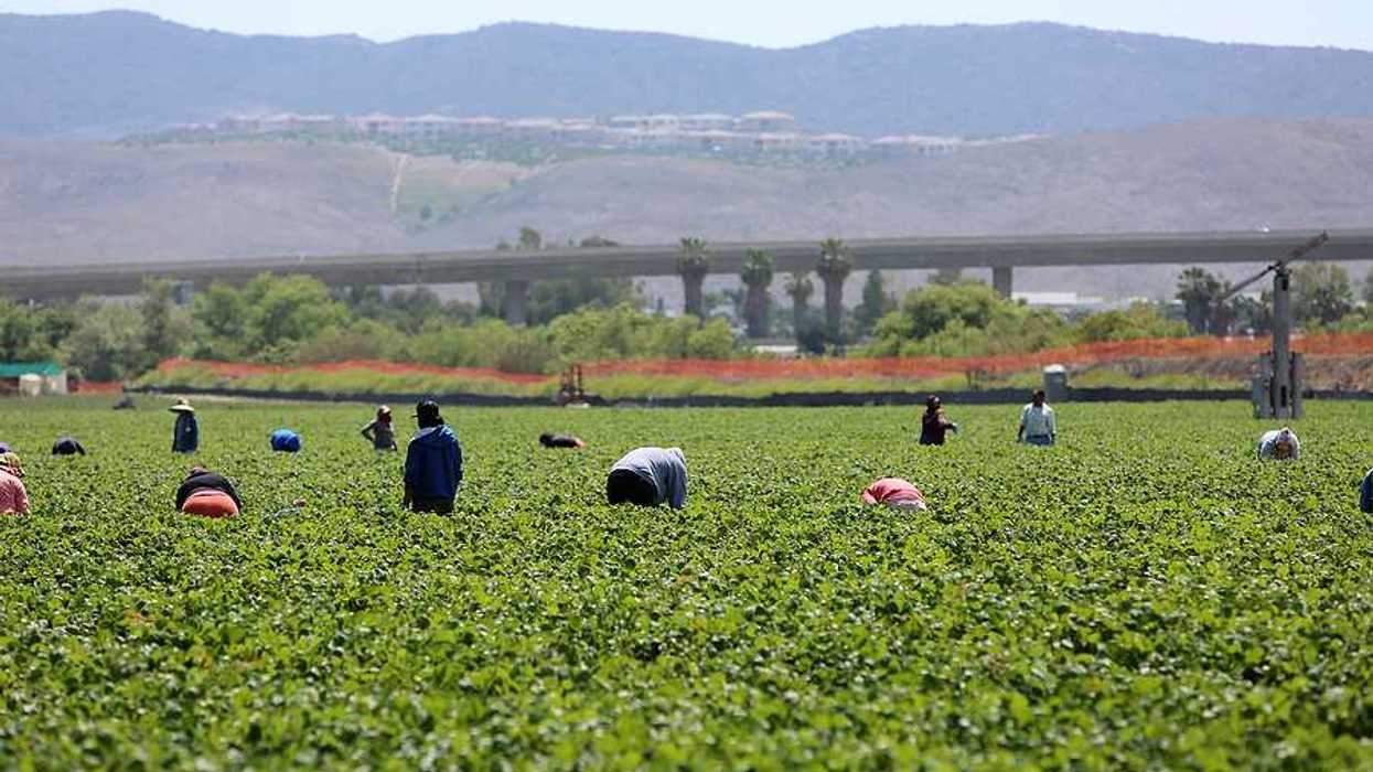 Seasonal farm workers work a field and pick and package strawberries in Lake Forest, California.
