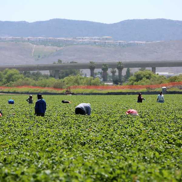 Seasonal farm workers work a field and pick and package strawberries in Lake Forest, California.