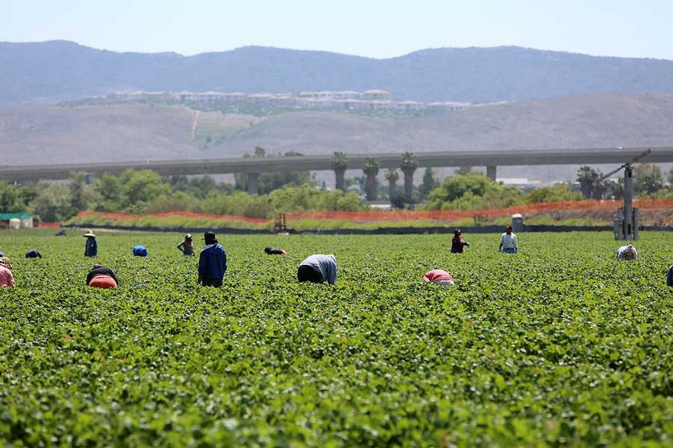 As temperatures rise, pesticides are more dangerous to farmworkers