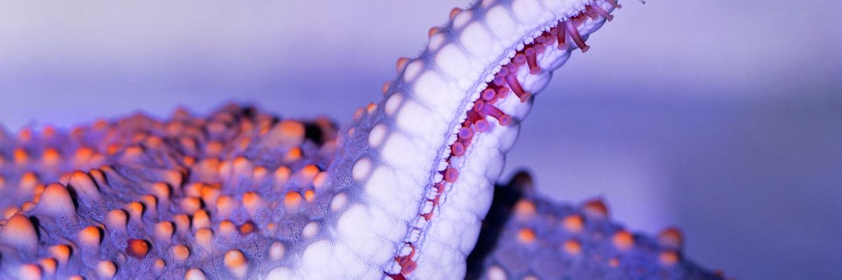 seastars ocean disease