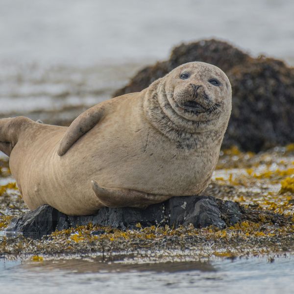 selective focus photography of seal lying on ground.
