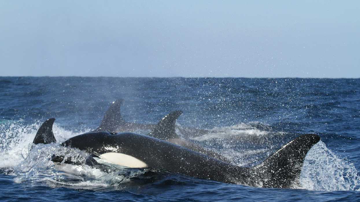 Several orcas swimming in the ocean.