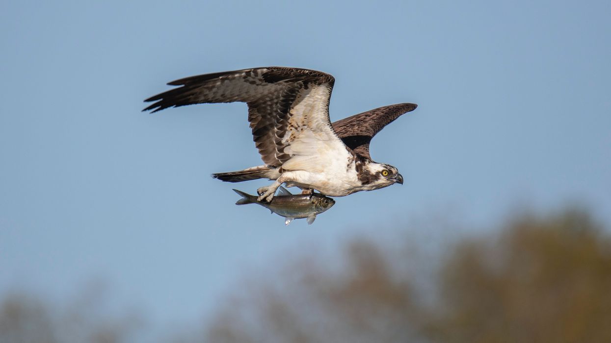 Los nuevos nidos de águilas no son de ramas sino de plástico