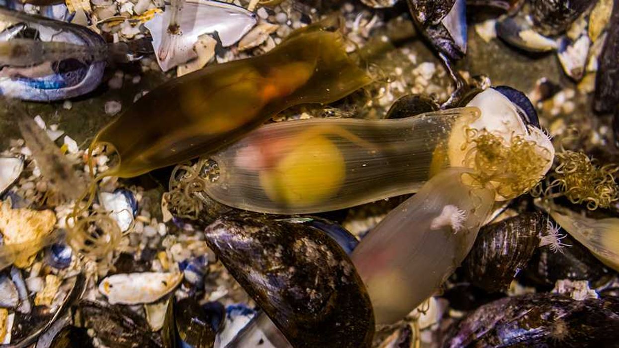 Plastic pollution is reaching sharks before they hatch
