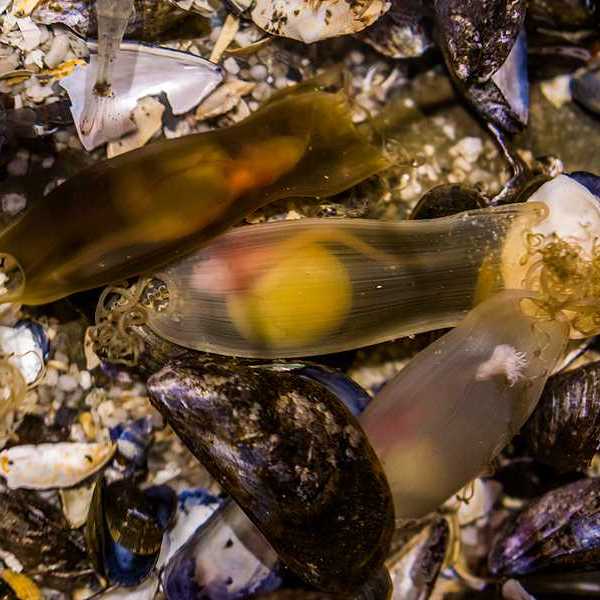 Shark eggs in green pouches