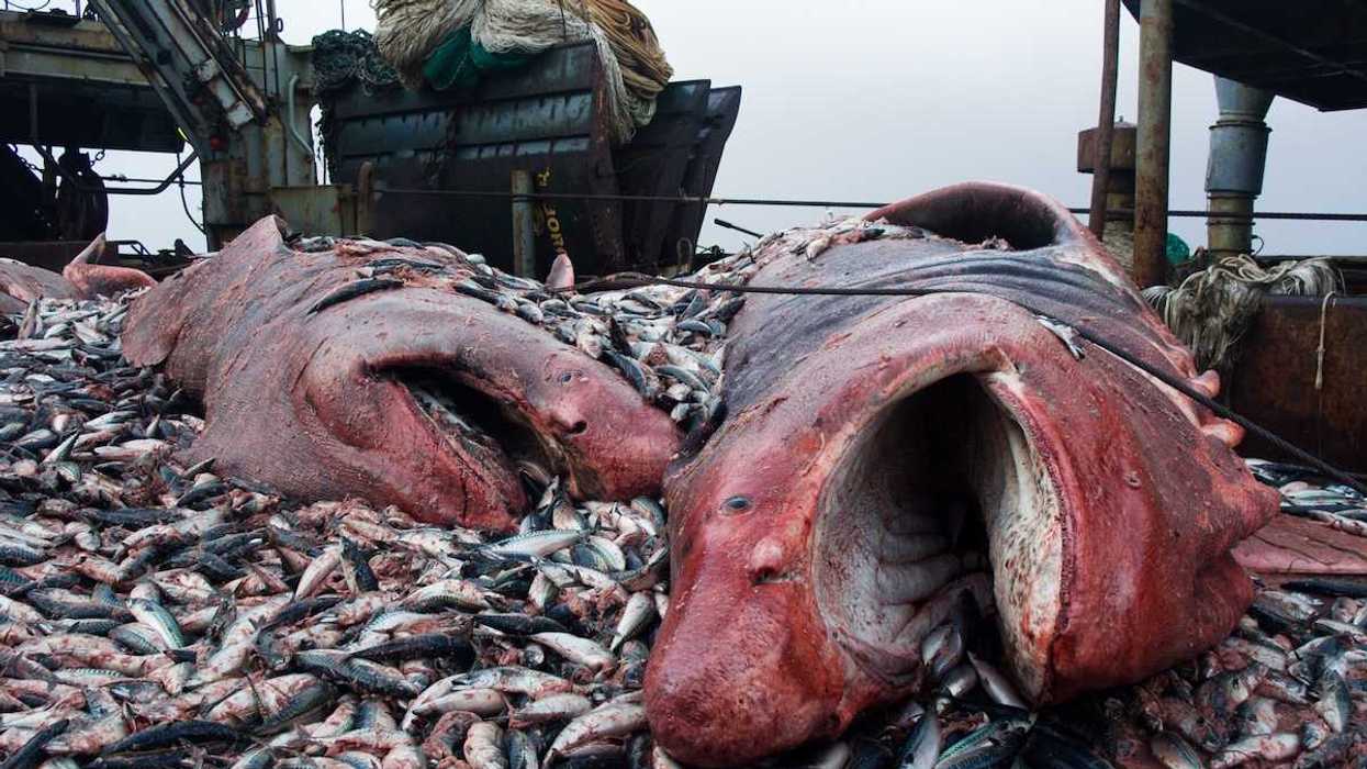 sharks and crushed mackerel on the deck of a factory vessel