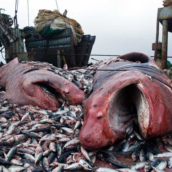 sharks and crushed mackerel on the deck of a factory vessel