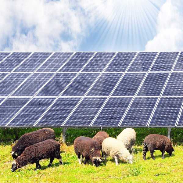 Sheep and solar energy panels against sunny sky. Ecological farming.