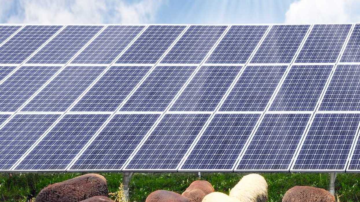 Sheep and solar energy photovoltaic panels against a sunny sky. Agrivoltaics in action.
