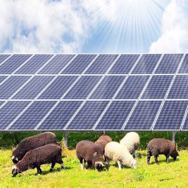 Sheep and solar energy photovoltaic panels against a sunny sky. Agrivoltaics in action.
