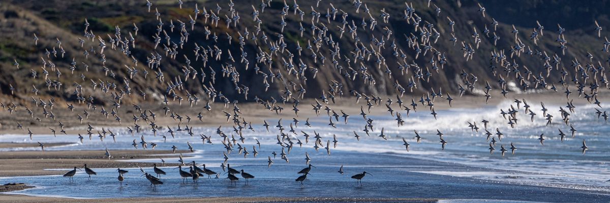 shorebirds california photography