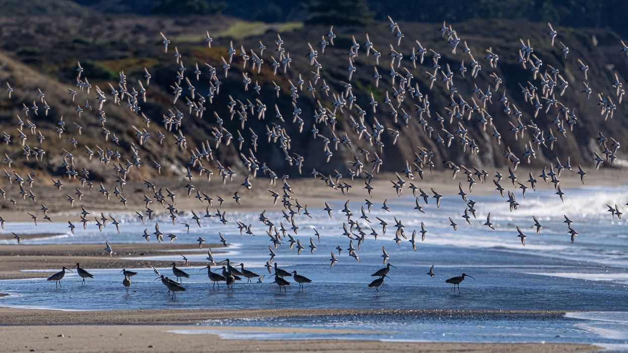 shorebirds california photography