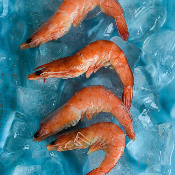 Shrimps on top of ice