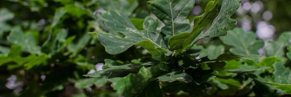 Pesticides 'shatter' leaves of Iowa's state tree