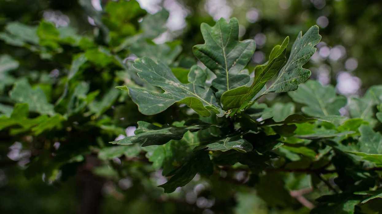 Sick oak leaves. Green wavy leaves with white spots and bloom.
