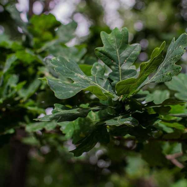 Sick oak leaves. Green wavy leaves with white spots and bloom.