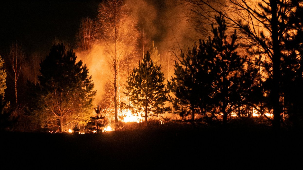 Silhouette of trees on fire during night time.