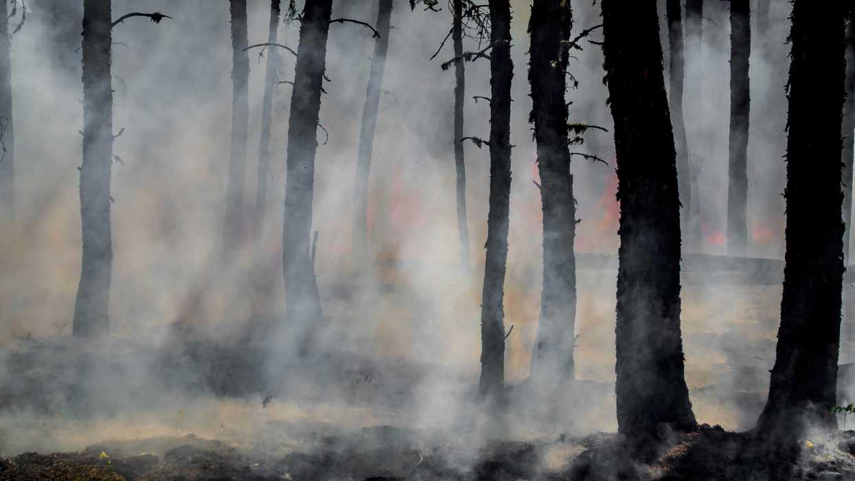 silhouette of trees on smoke covered forest.