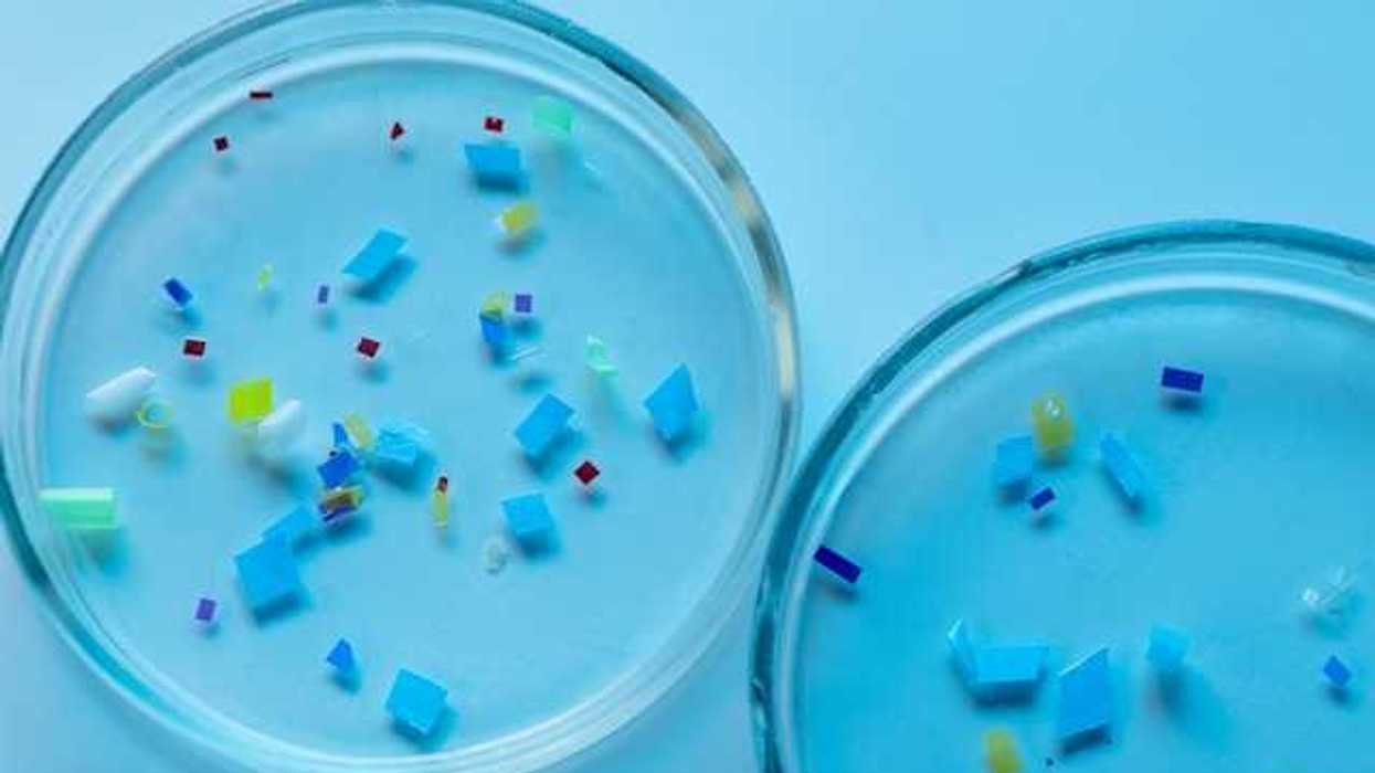 Small bits of microplastics in two petri dishes on a blue background
