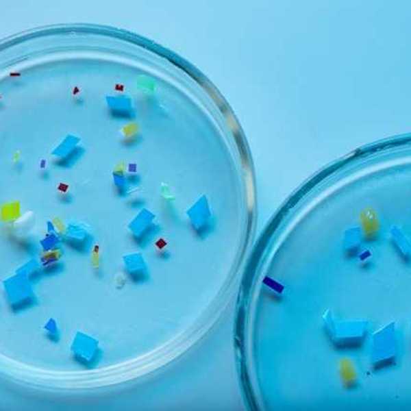 Small bits of microplastics in two petri dishes on a blue background