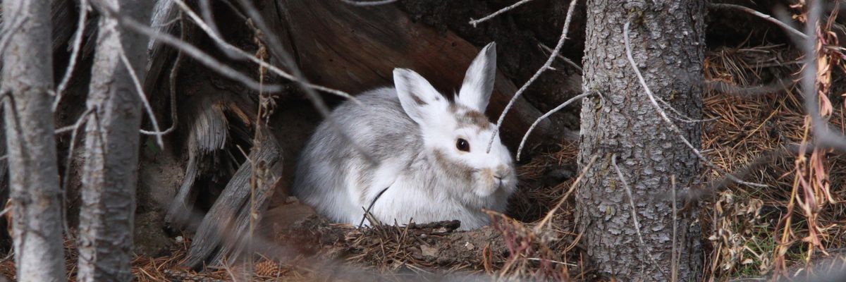 Snowshoe hare climate change