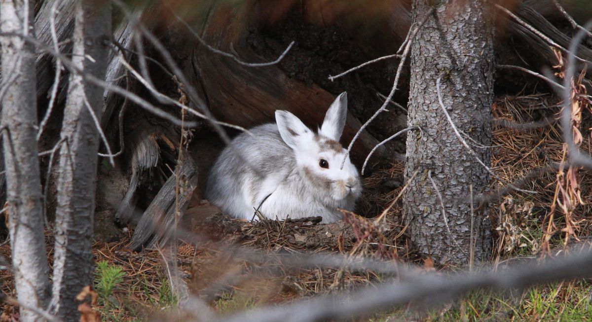 Snowshoe hare climate change