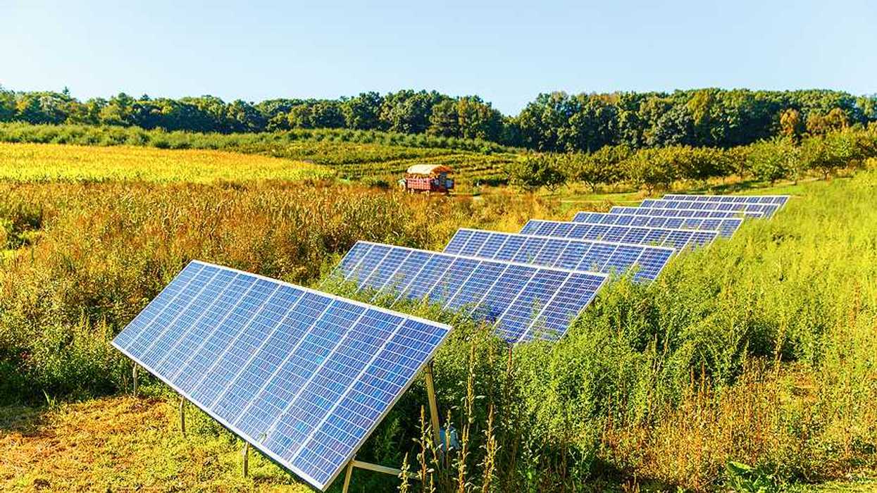 Solar panels arranged on a farm