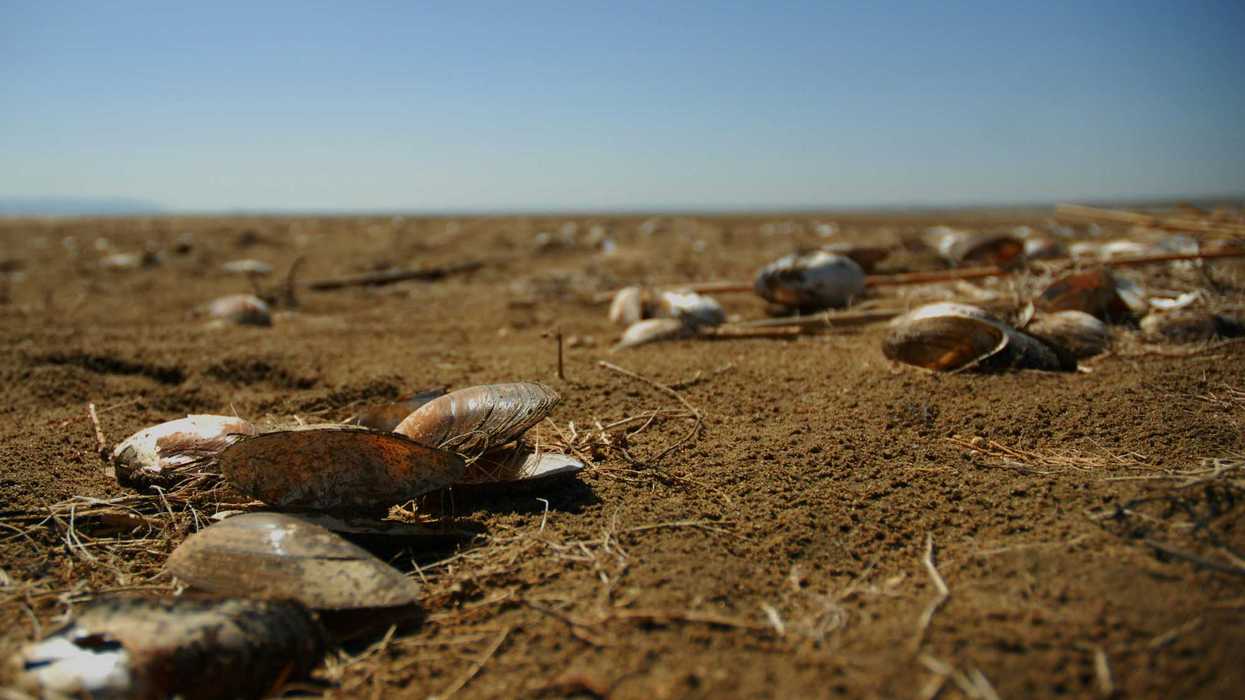 Some dry mollusks on the ground.