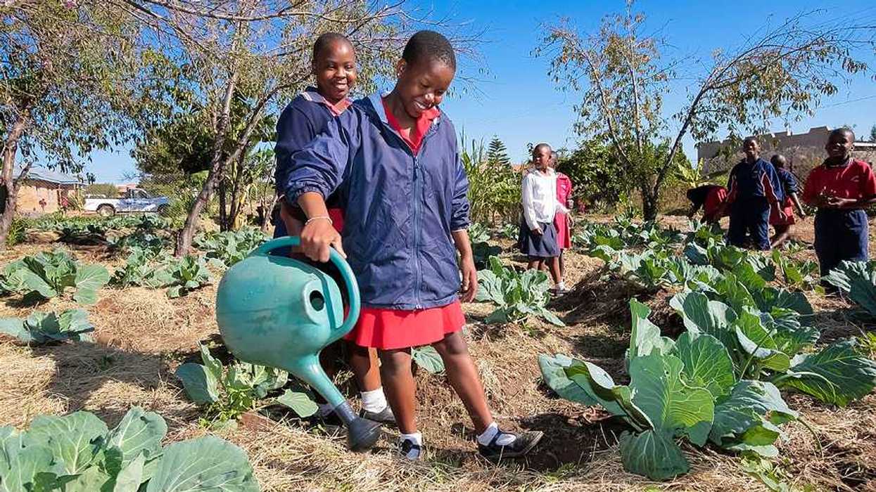 South African schoolchildren watering plants in a school plot