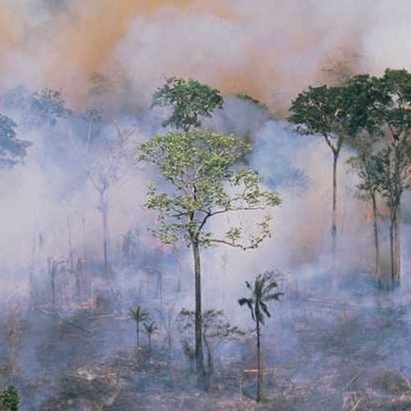 Sparse jungle trees clouded by smoke